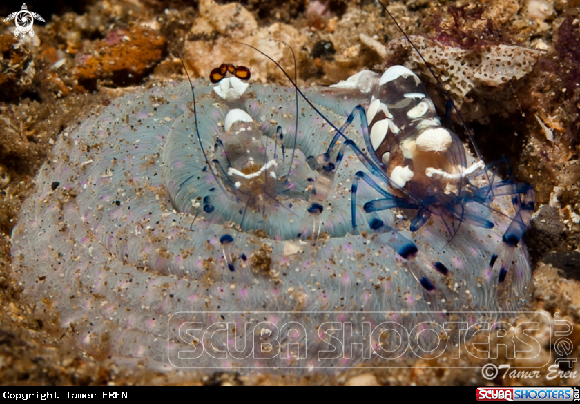 A Anemone Shrimp 