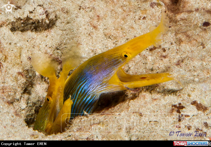 A Blue Ribbon Eels