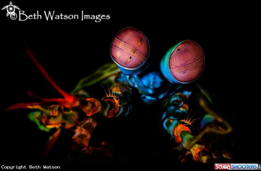 A Mantis Shrimp