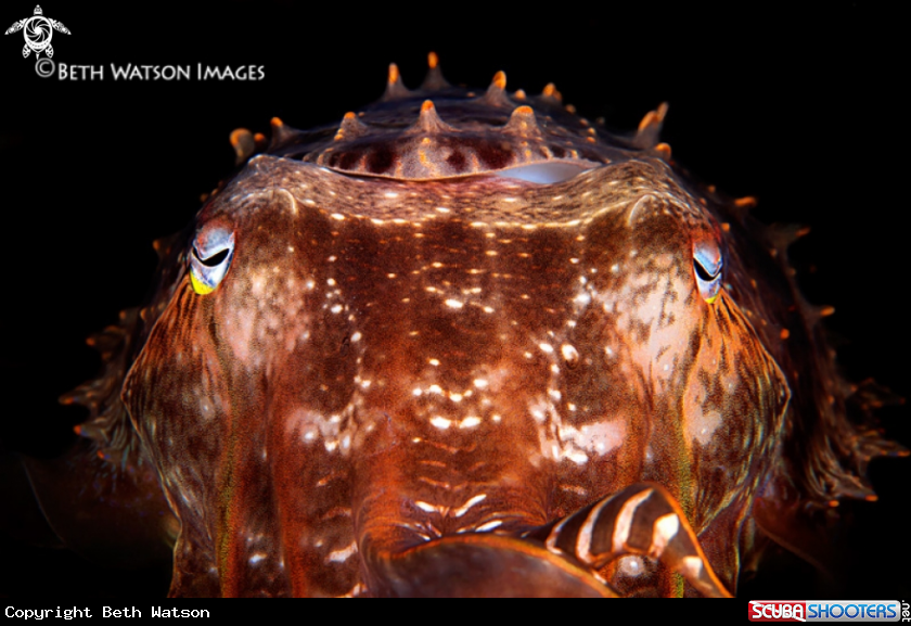 A Cuttlefish