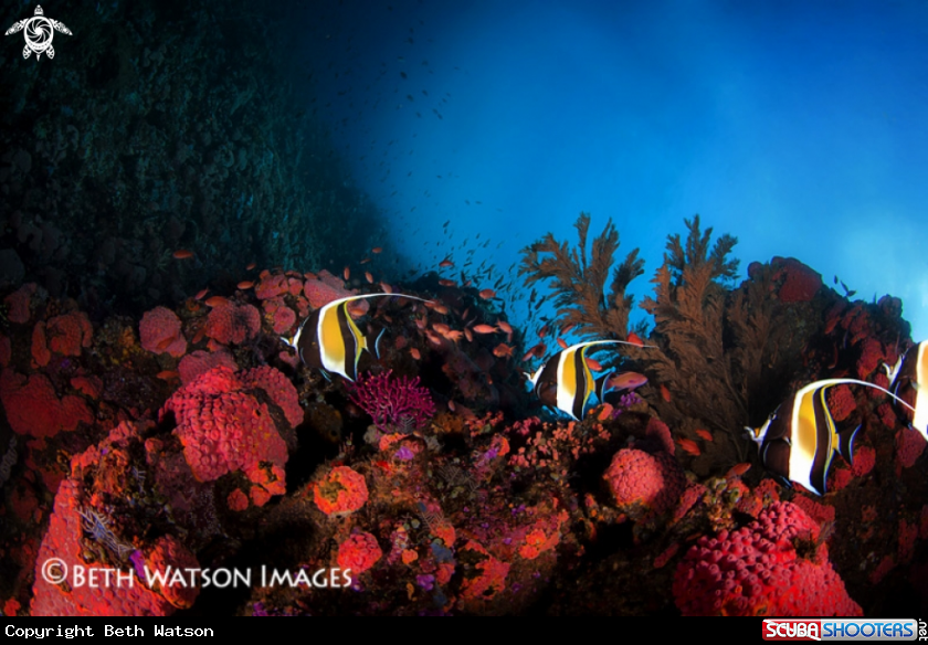 A Moorish Idol