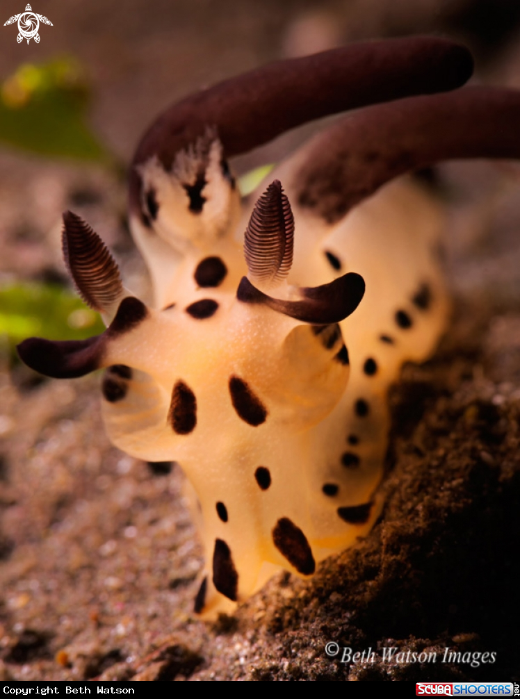 A Nudibrach