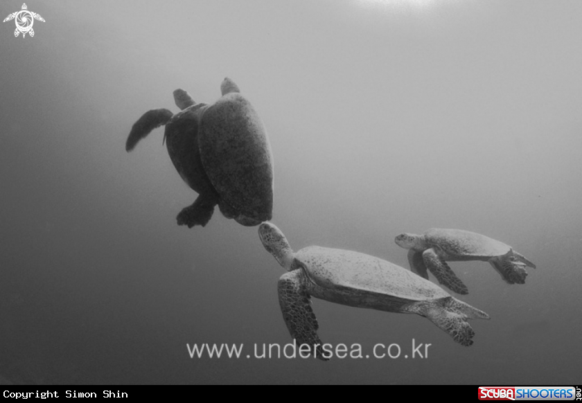 A turtle