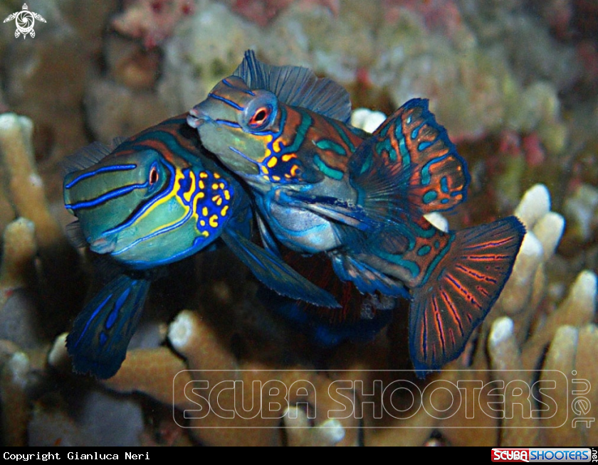 A Mandarin fish