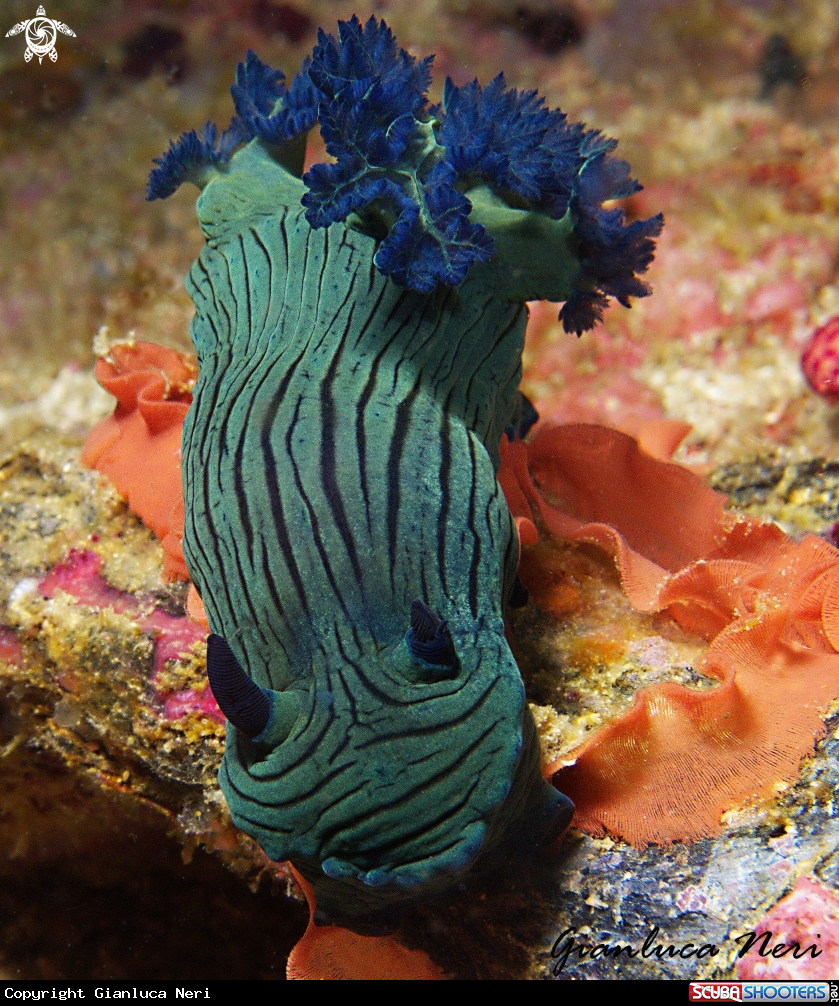 A Nudibranch