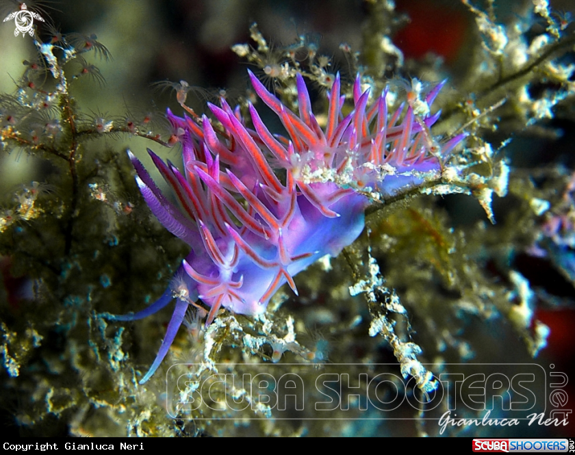 A Flabellina