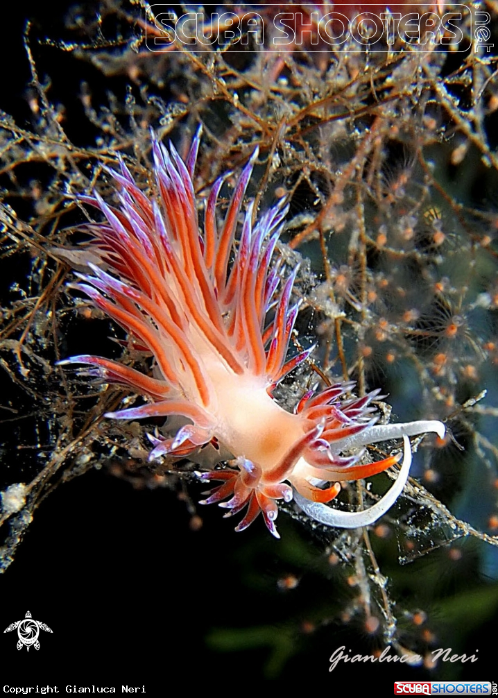 A Cratena peregrina