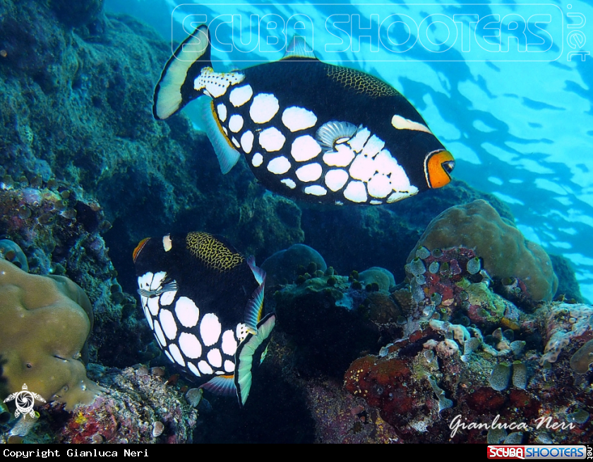 A Clown triggerfish