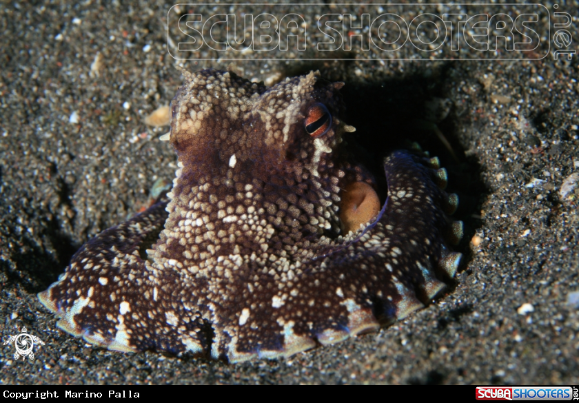 A octopus