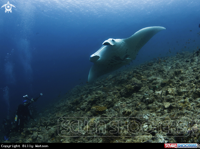 A Manta Ray