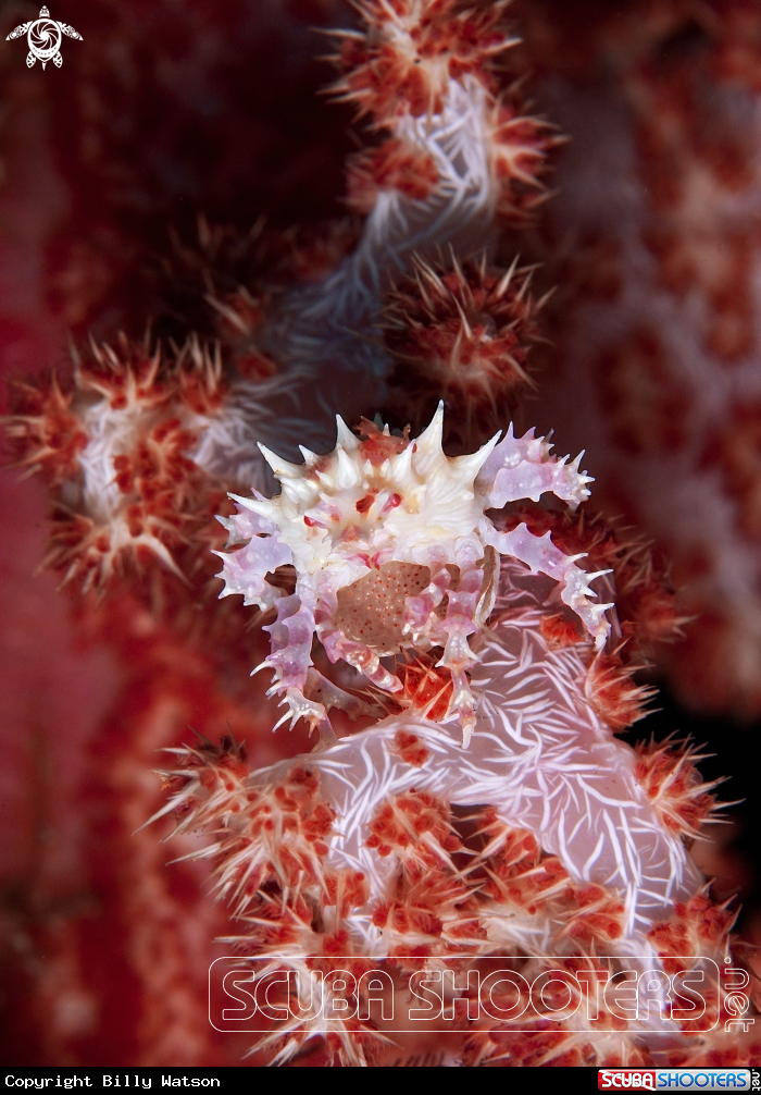 A Soft Coral Crab