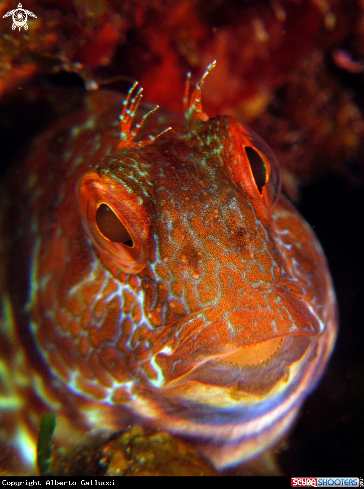 A blenny
