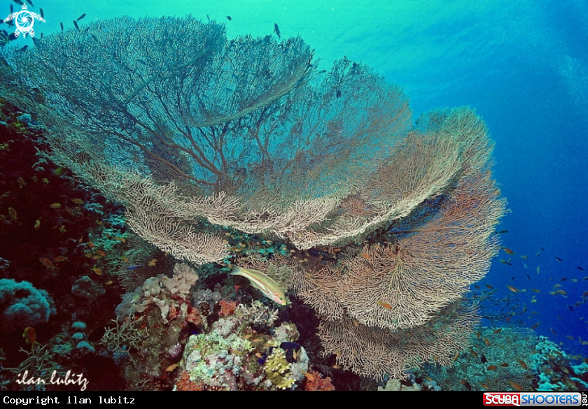 A Gorgonian 