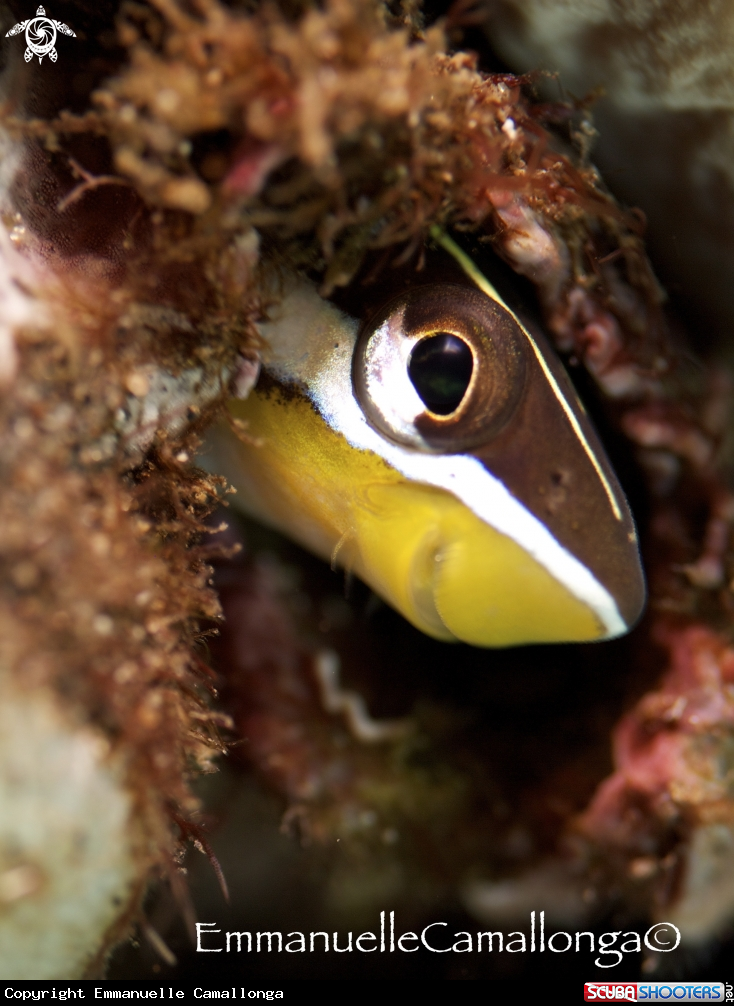 A underwater creature