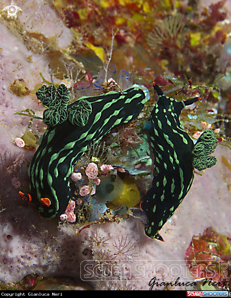A Nudibranch