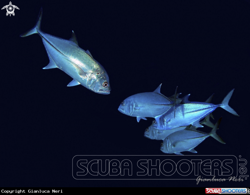 A Bigeye trevally