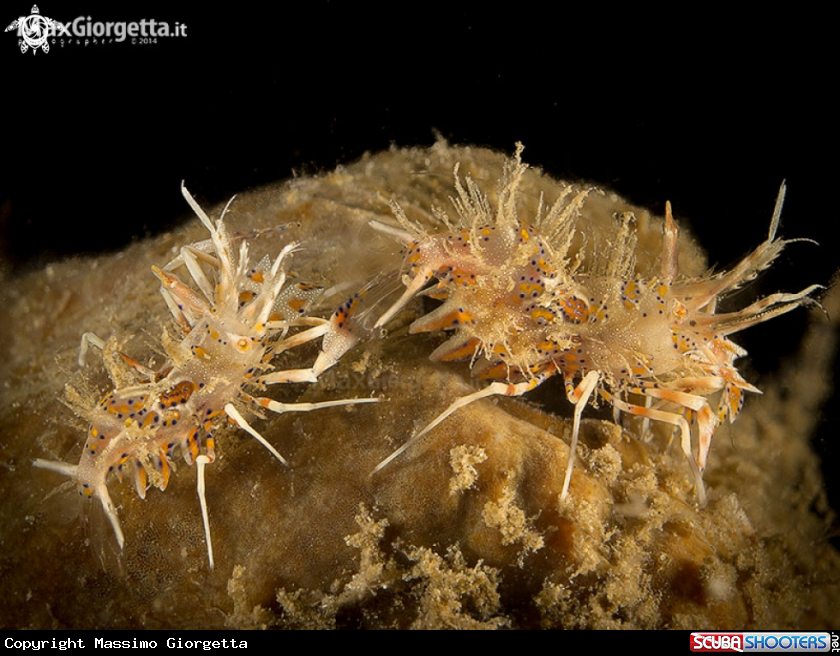 A tiger shrimp - Phyllognathia ceratophthalmus