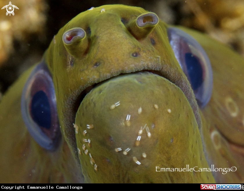 A underwater creature