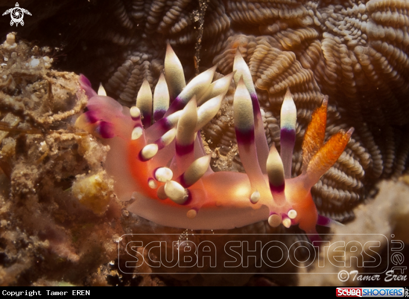 A  Nudibranch