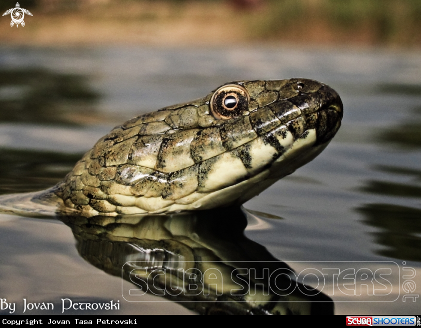 A Vodena zmija Ribarica / Water snake - Ribarica.