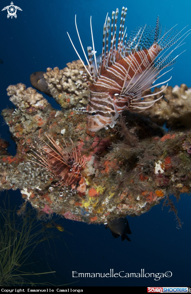 A underwater creature