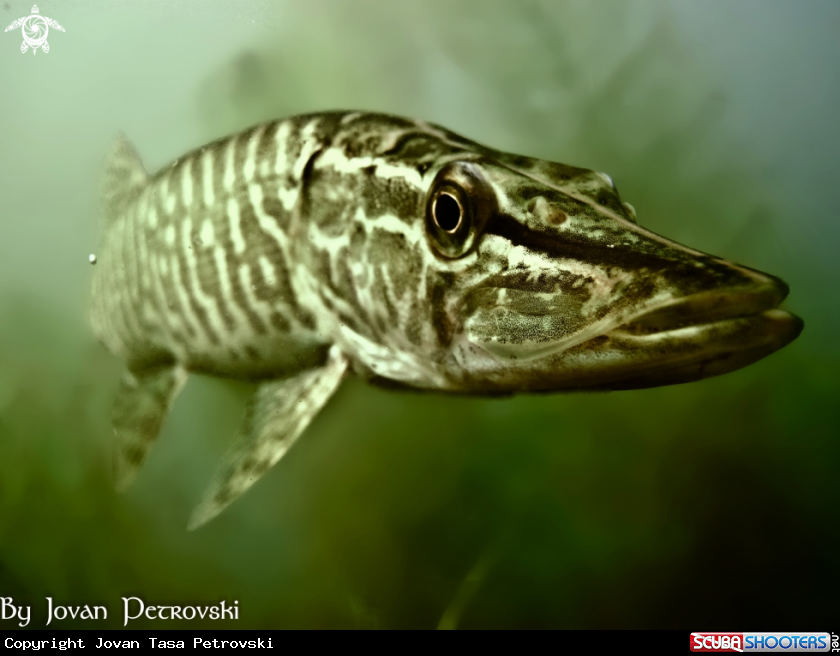 A Štuka / Pike