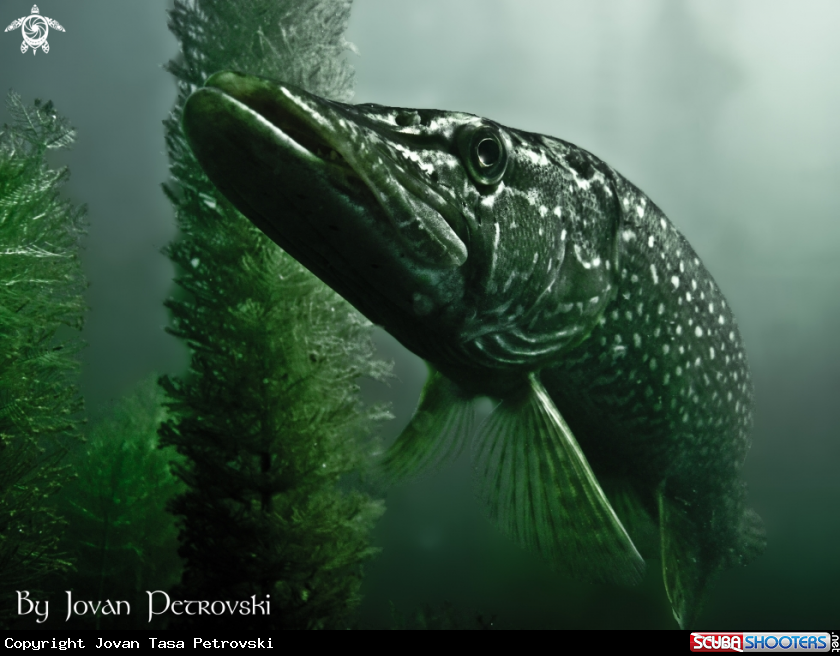 A Štuka / Pike