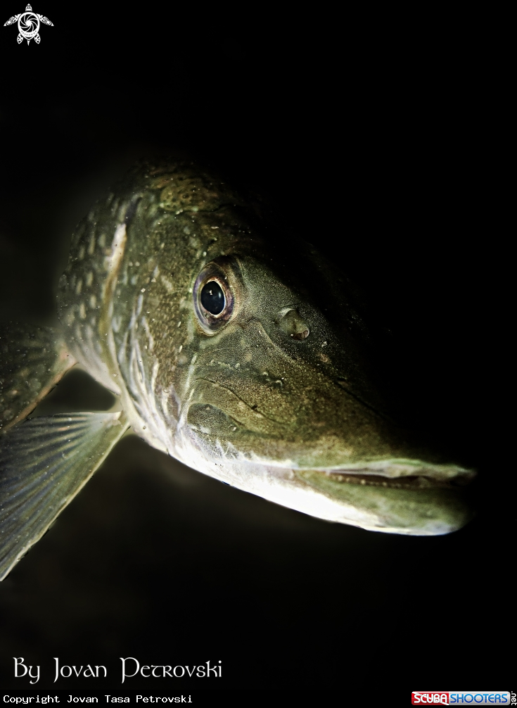 A Štuka / Pike