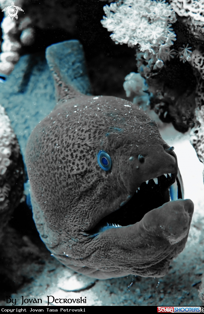 A Murina / Moray_eel.