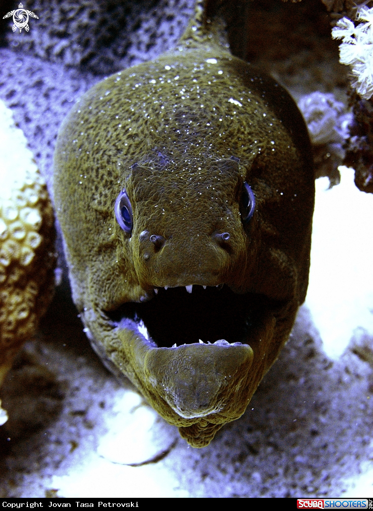 A Murina / Moray_eel.
