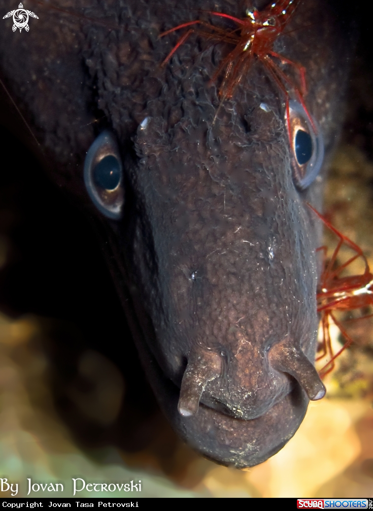 A Murina / Moray_eel.