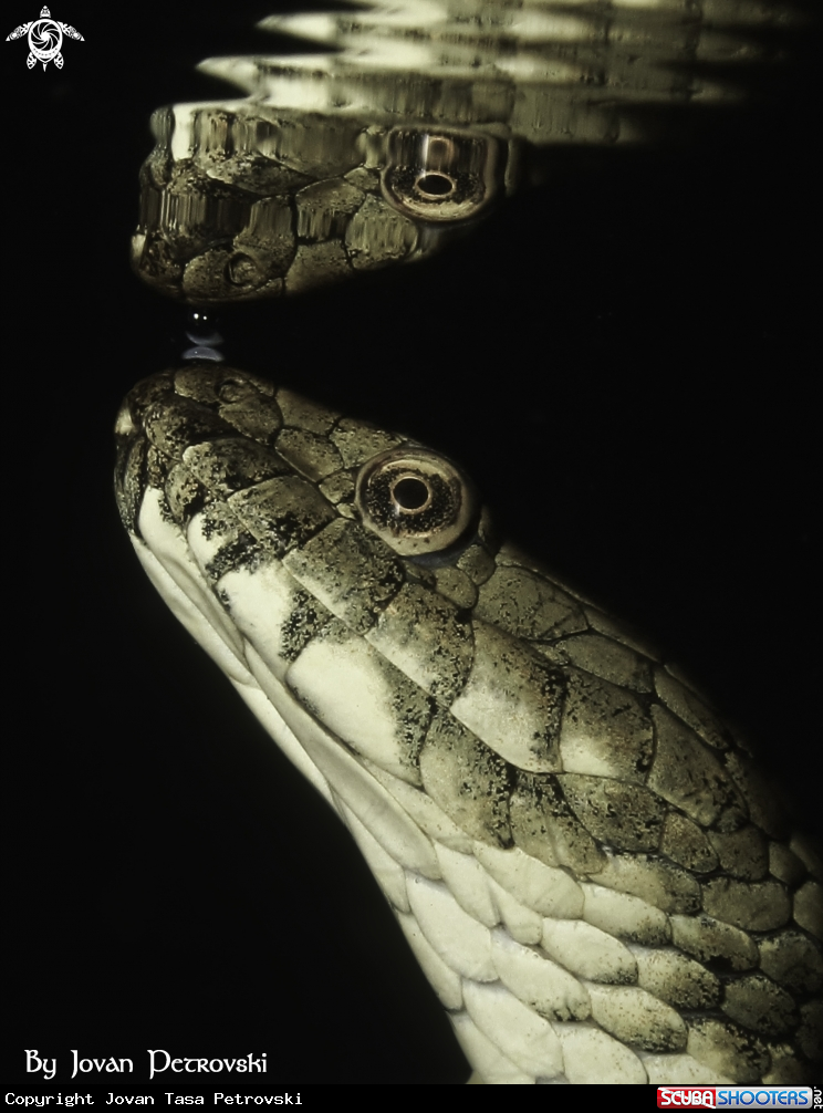 A Vodena zmija Ribarica / Water snake - Ribarica.
