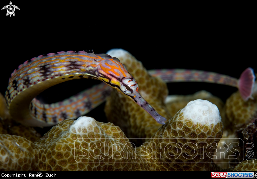 A pipefish