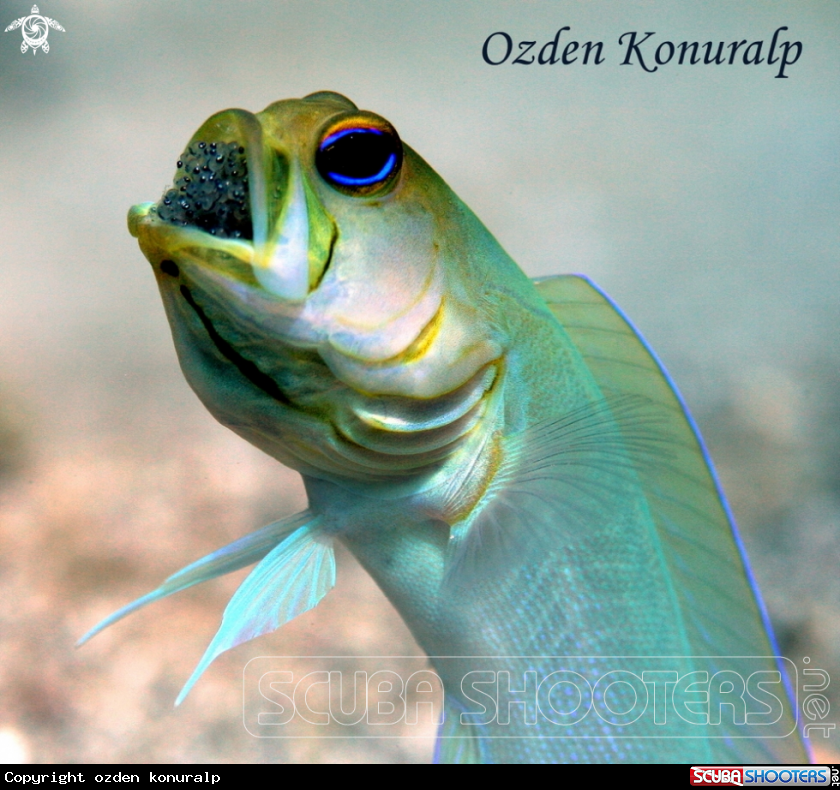 A Yellowhead Jawfish - Male 
