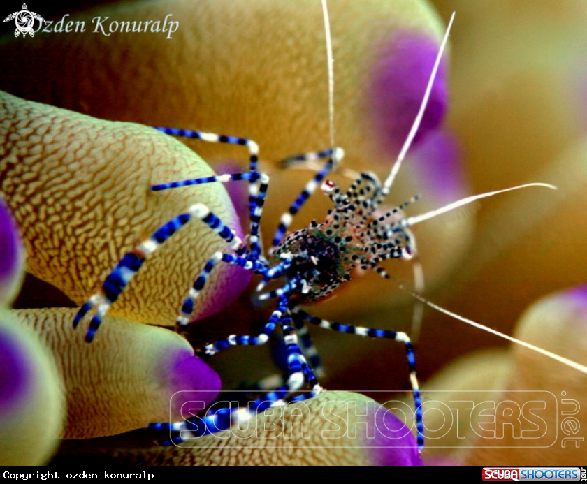 A Spotted Cleaner Shrimp 