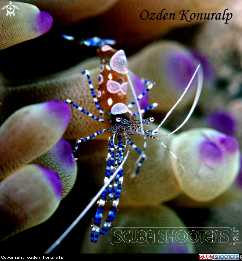 A Spotted Cleaner Shrimp 