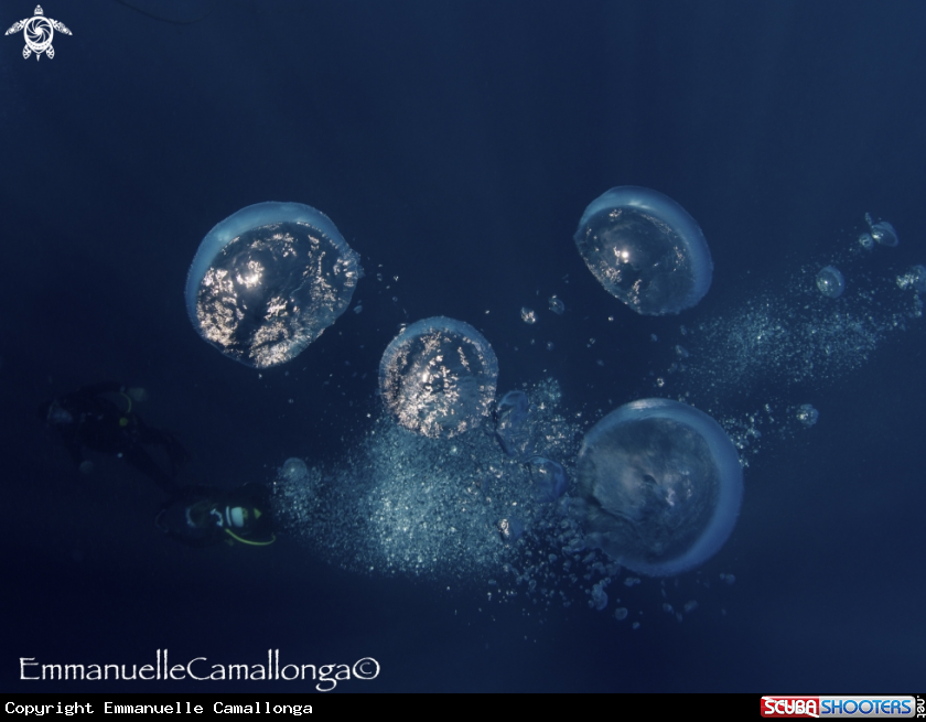 A underwater creature