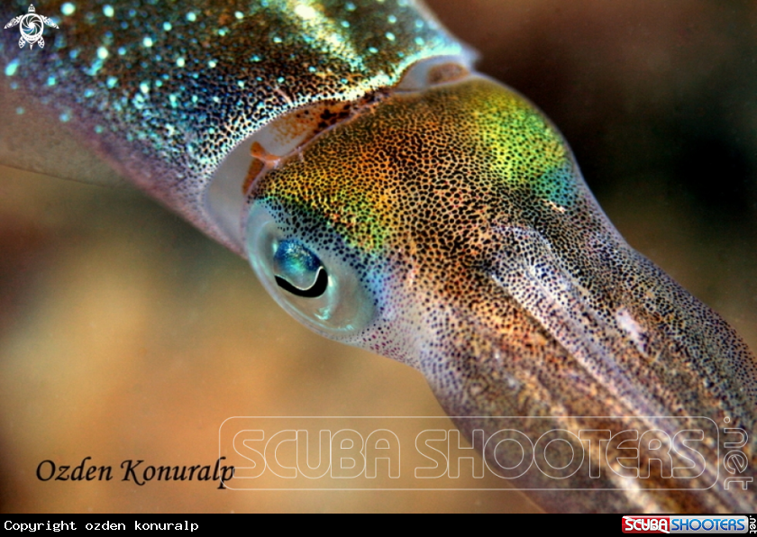 A Caribbean reef squid 