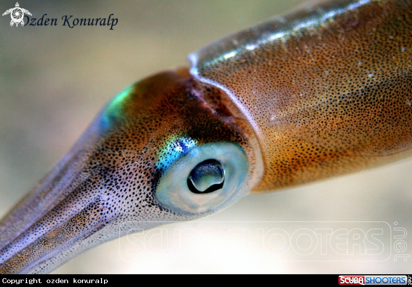 A Caribbean reef squid 