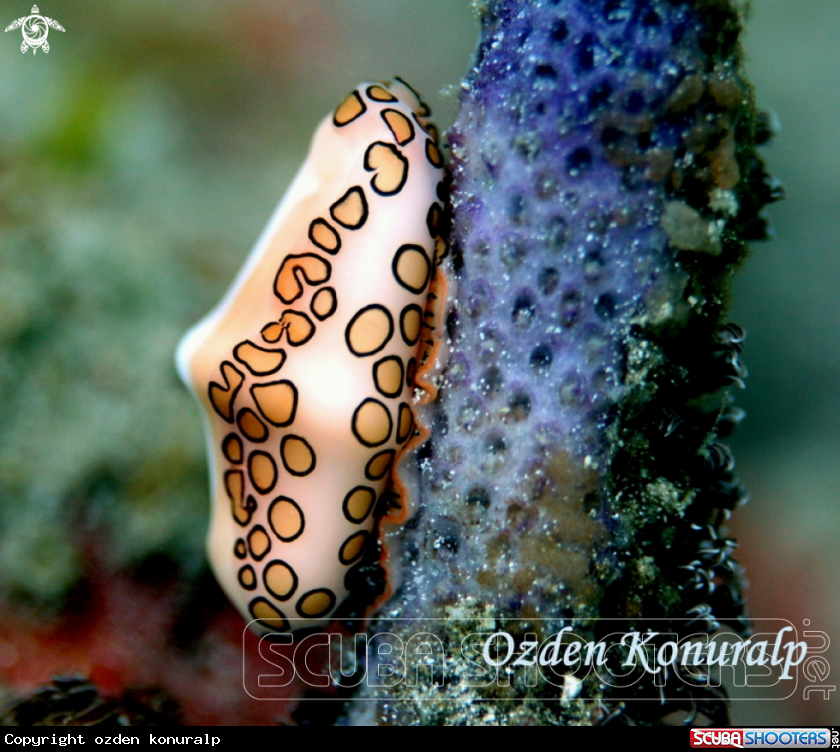 A FLAMINGO TONGUE 