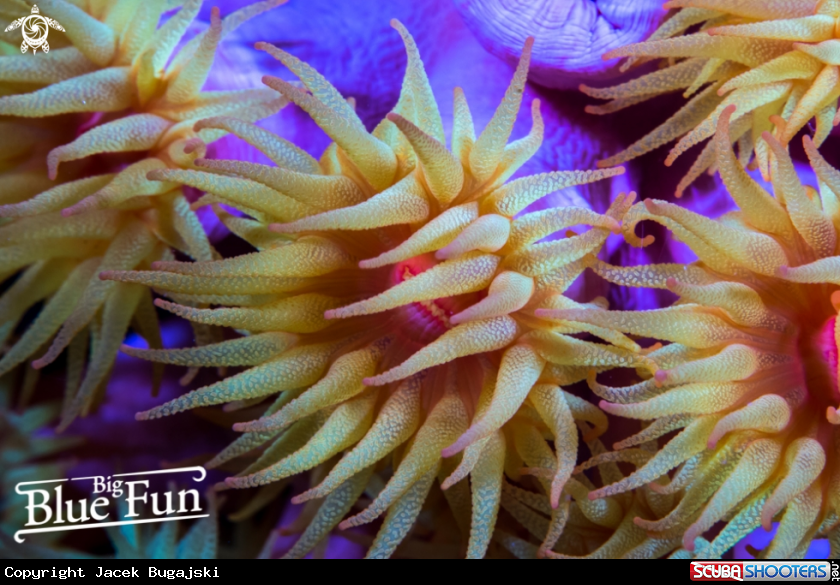 A Psycho View - Orange Cup Coral