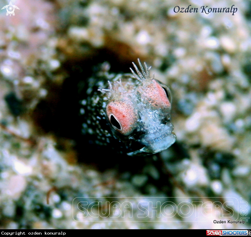 A roughhead blenny / male