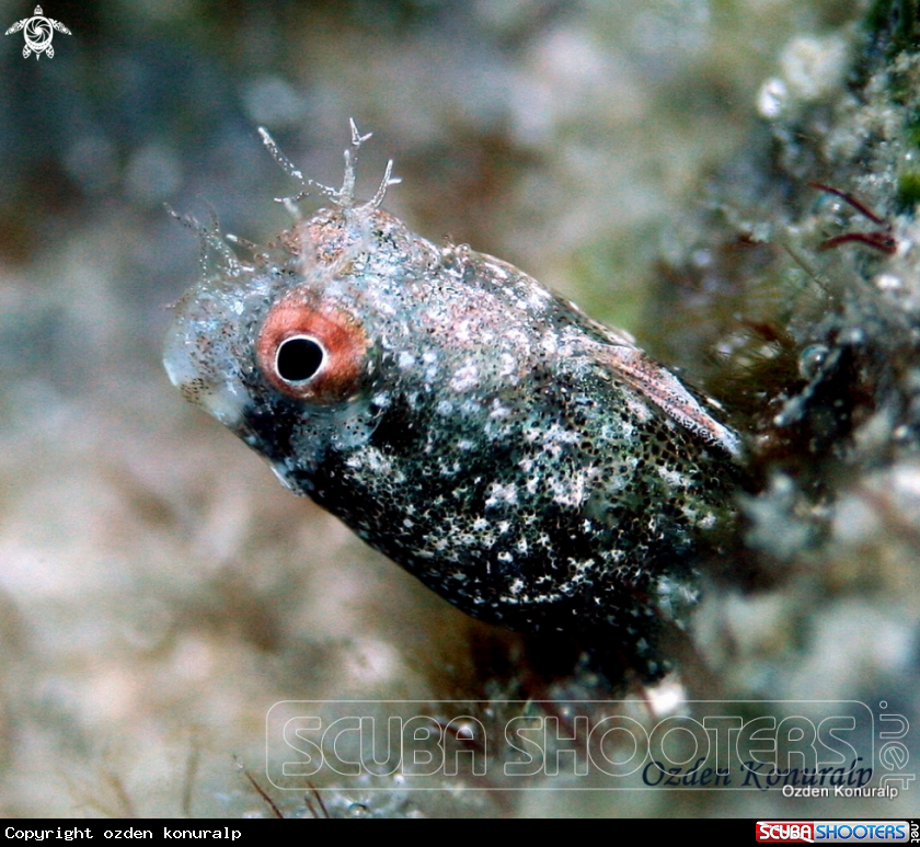 A roughhead blenny / male