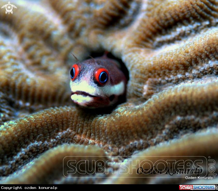 A Spot Jaw Blenny 
