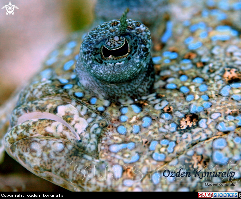 A peacock flounder