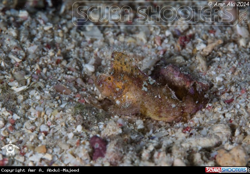 A Valvetfish