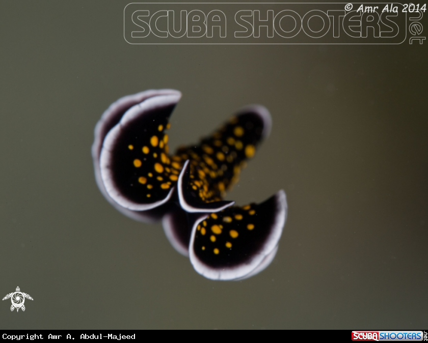 A Flatworm