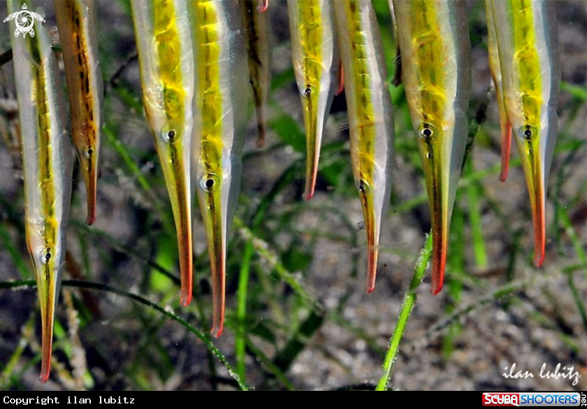 A shrimp fish