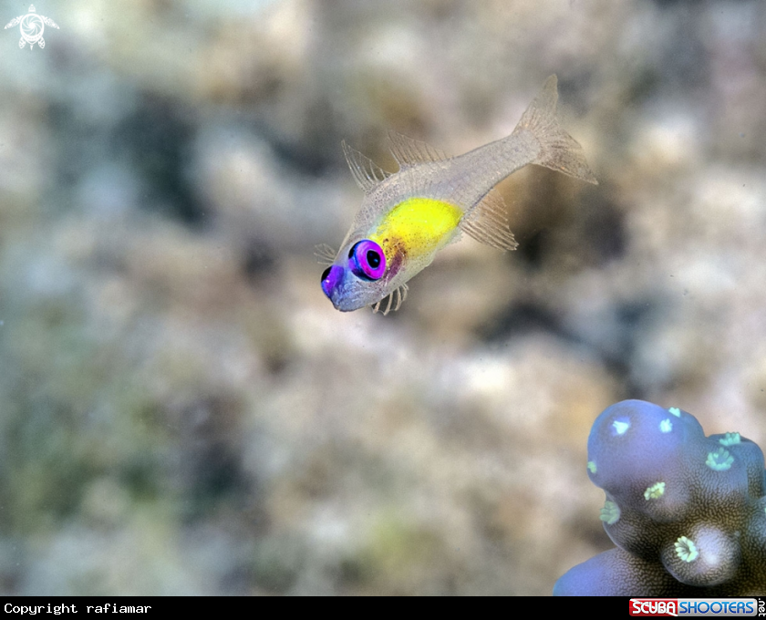 A Pinkeye Goby