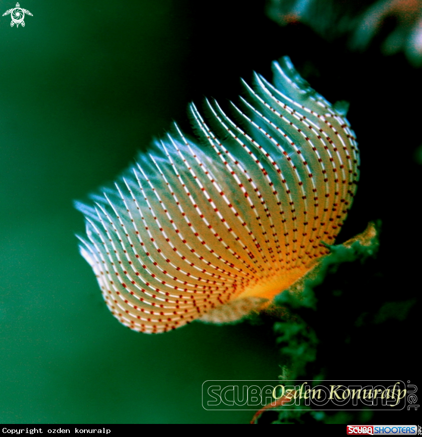 A Red-Spotted Horseshoe Worm